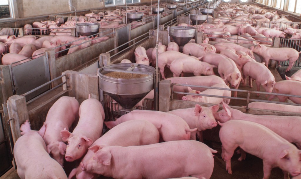 Market Pulse | Vietnam’s pig market enters a cautious&nbsp;transition